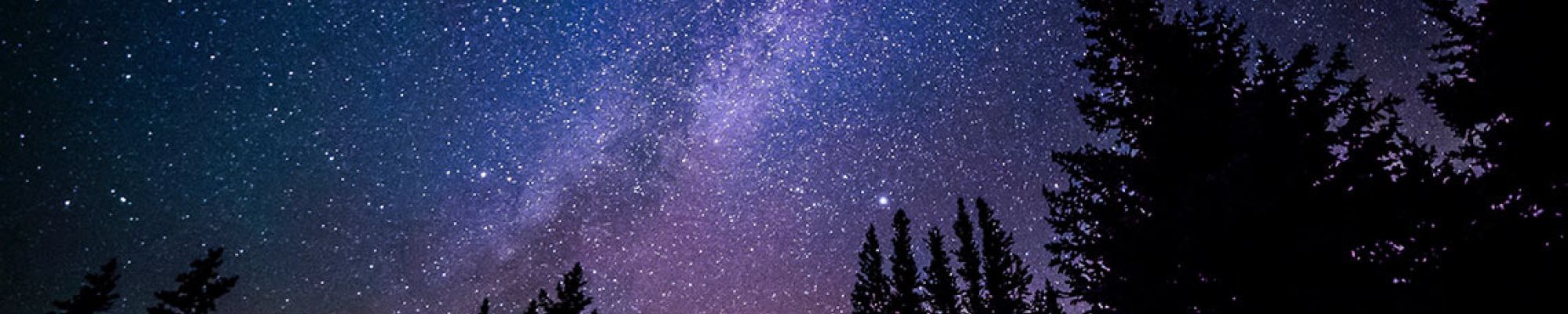 Dark forest with galaxy in the sky