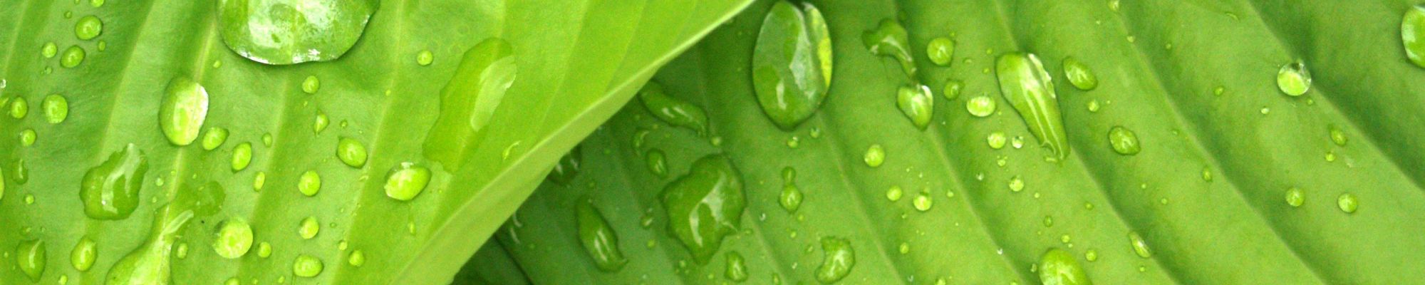 Leaves with raindrops