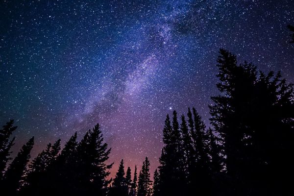 Dark forest with galaxy in the sky